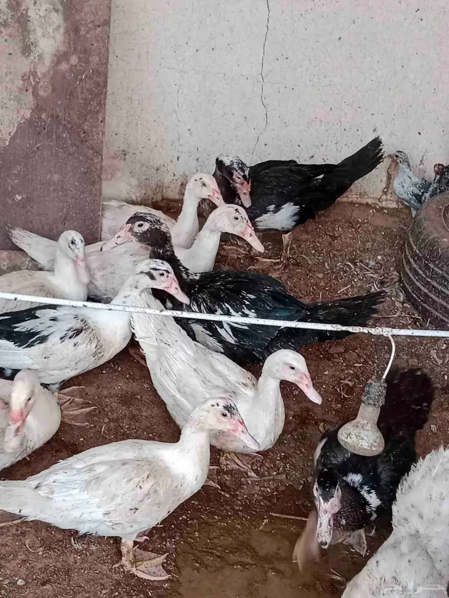 بط للبيع وادي دواسر 1