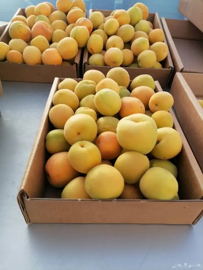 فواكه الطائف مع التوصيل للمنزل وصلت الرياض 3