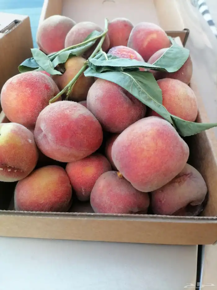 فواكه الطائف مع التوصيل للمنزل وصلت الرياض 4