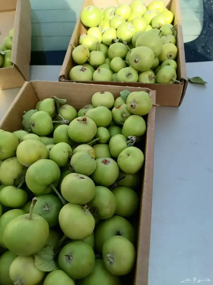 فواكه الطائف مع التوصيل للمنزل وصلت الرياض 2