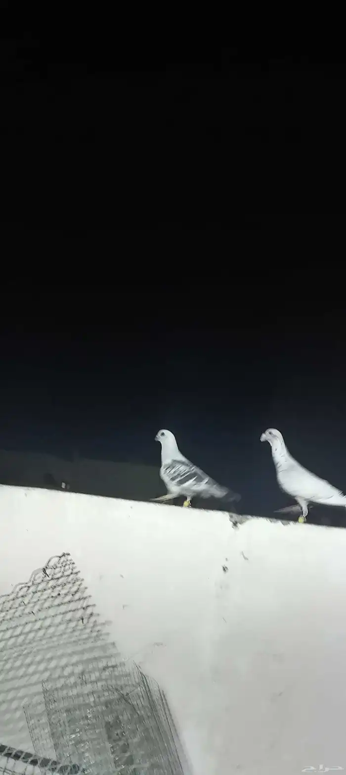 حمام شامي كش 8
