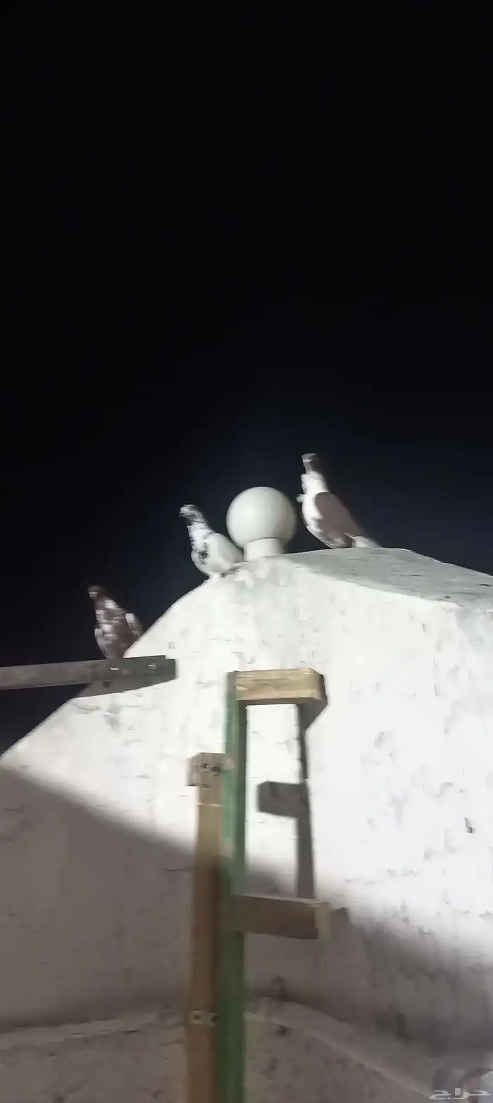 حمام شامي كش 6