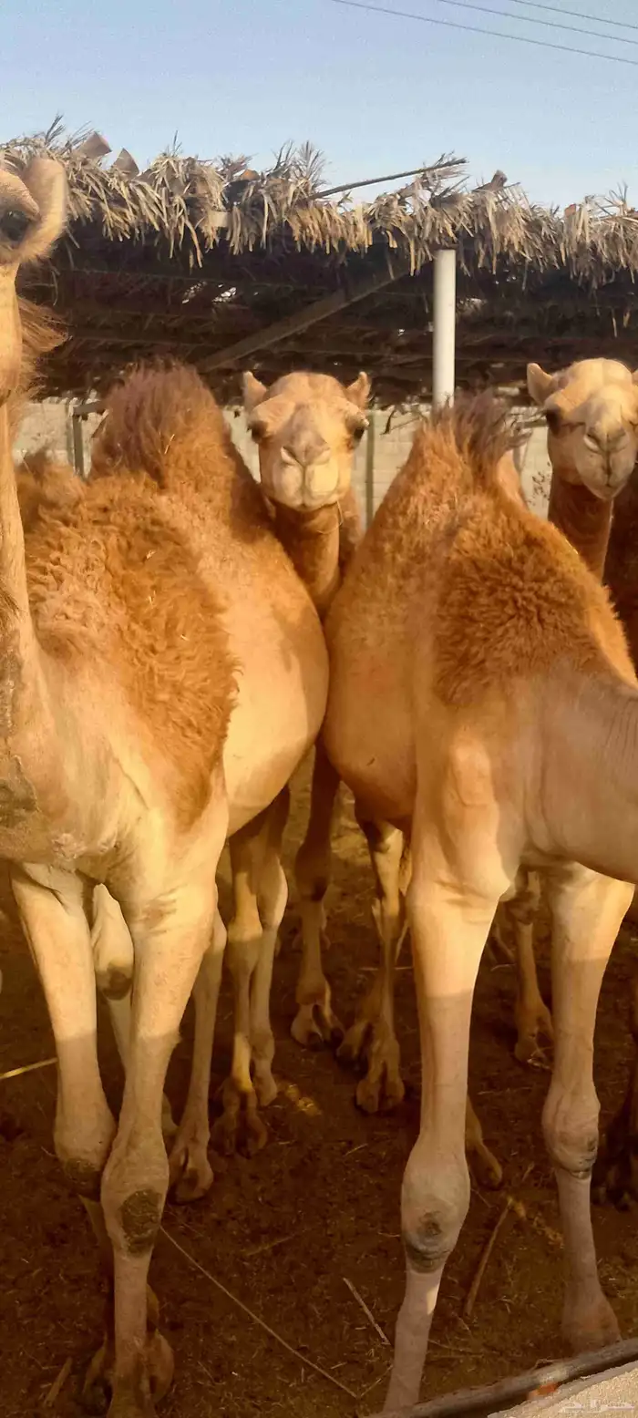 حواشي ساحلي 0