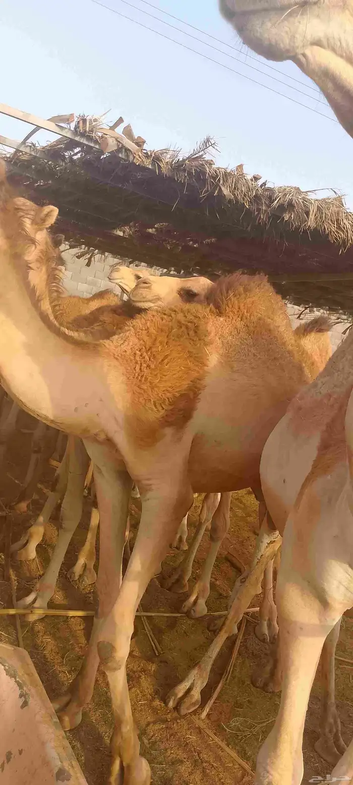 حواشي ساحلي 2