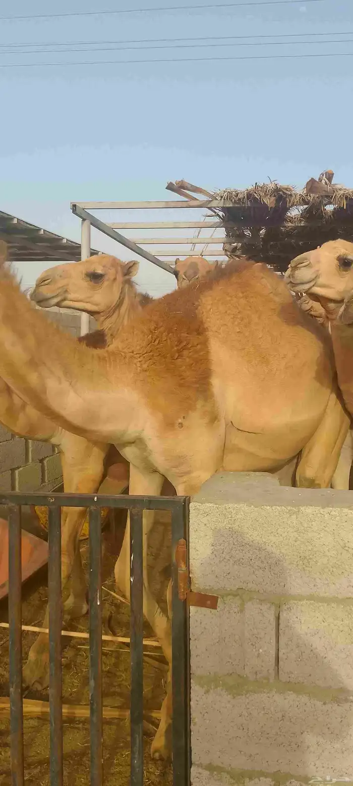 حواشي ساحلي 1