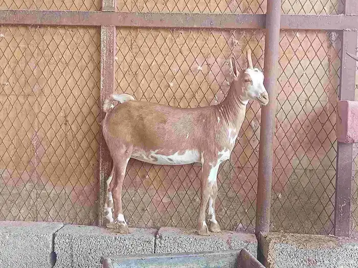 عناق عمانيه 1