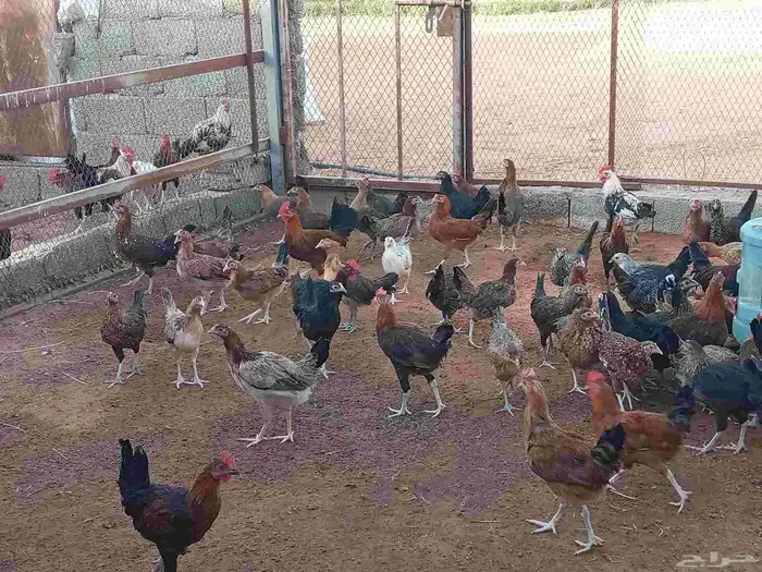 دجاج بلدي بشاير 3