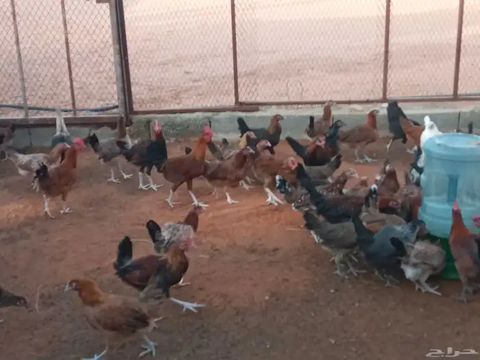 دجاج بلدي بشاير 4