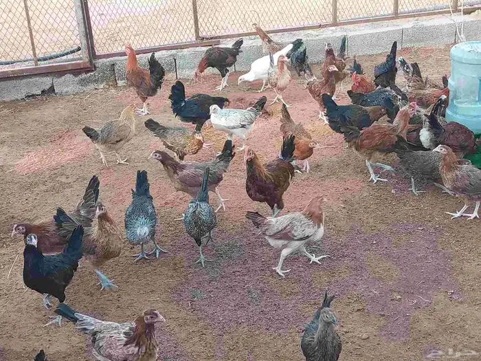 دجاج بلدي بشاير 1