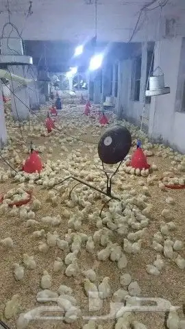 مشرف ومربي دواجن خبره اكثر من 15 سنه ابحث عن عمل 5