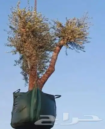 مقاول شبوك المجلفن والعايدي قسم خاص النخل 9