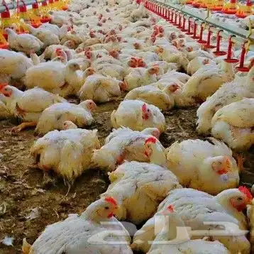 مشرف ومربي دواجن خبره اكثر من 15 سنه ابحث عن عمل 9