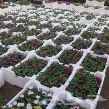 ابو عاصم للتنسيق الحدائق 6