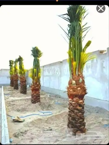 مقاول شبوك المجلفن والعايدي قسم خاص النخل 6