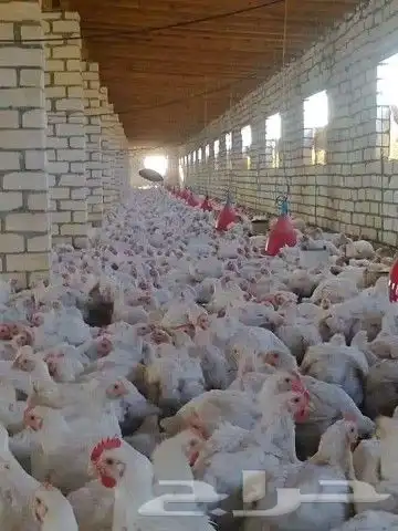 مشرف ومربي دواجن خبره اكثر من 15 سنه ابحث عن عمل 7