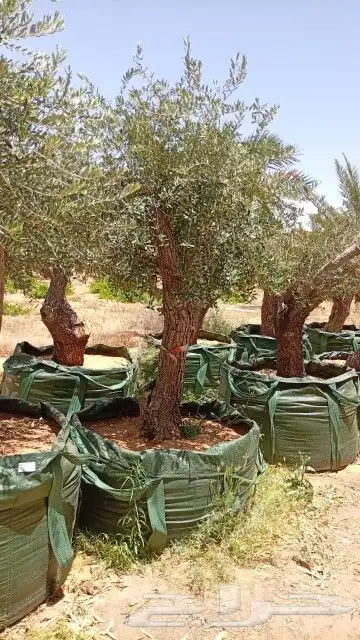 زبتون معمر شجر زيتون 0