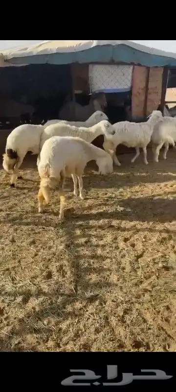 الحلال أعياد 3