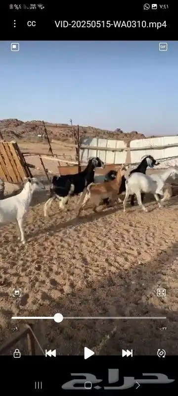 الحلال أعياد 6