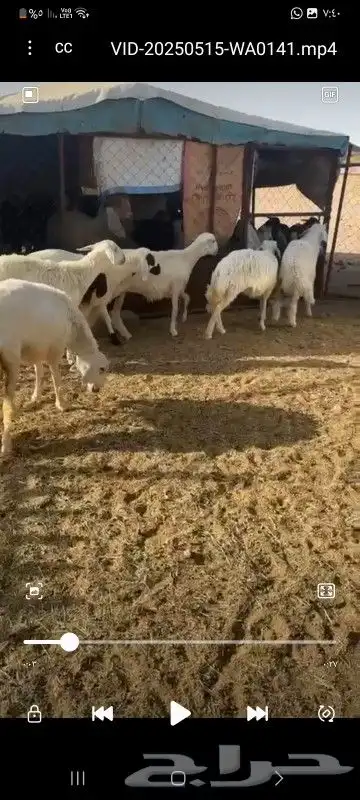 الحلال أعياد 4