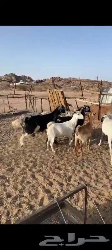 الحلال أعياد 5