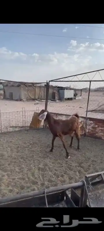 الحلال أعياد 1