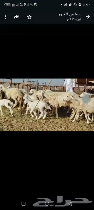 مشا الله تبارك الله اعرض لكم غنم حريات خلفات طيبه 6