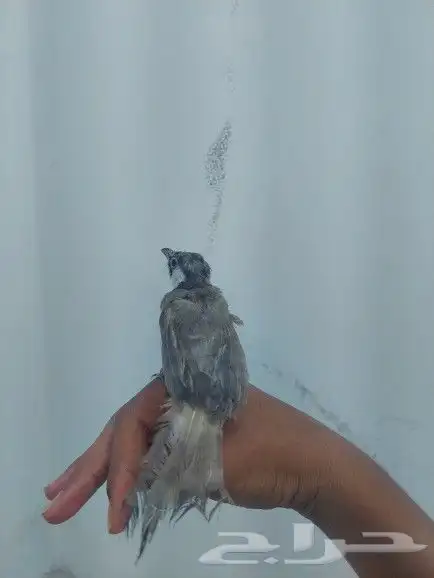 بلبل حساوي للبيع 3