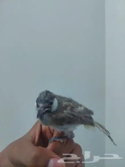 بلبل حساوي للبيع 0