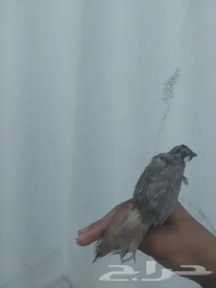 بلبل حساوي للبيع 4