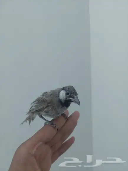 بلبل حساوي للبيع 1