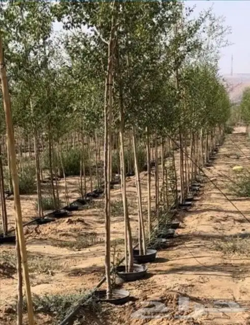 مقاول شبوك المجلفن والعايدي قسم خاص النخل 1