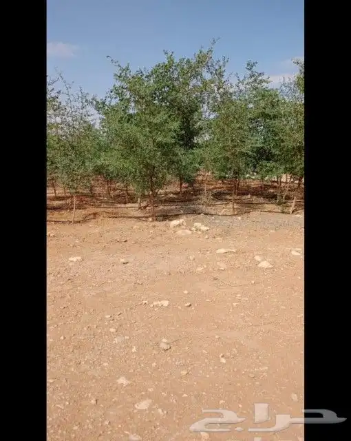 مقاول شبوك المجلفن والعايدي قسم خاص النخل 4