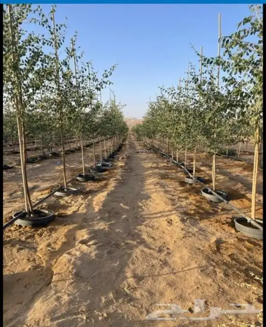مقاول شبوك المجلفن والعايدي قسم خاص النخل 3
