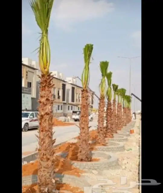 مقاول شبوك المجلفن والعايدي قسم خاص النخل 5