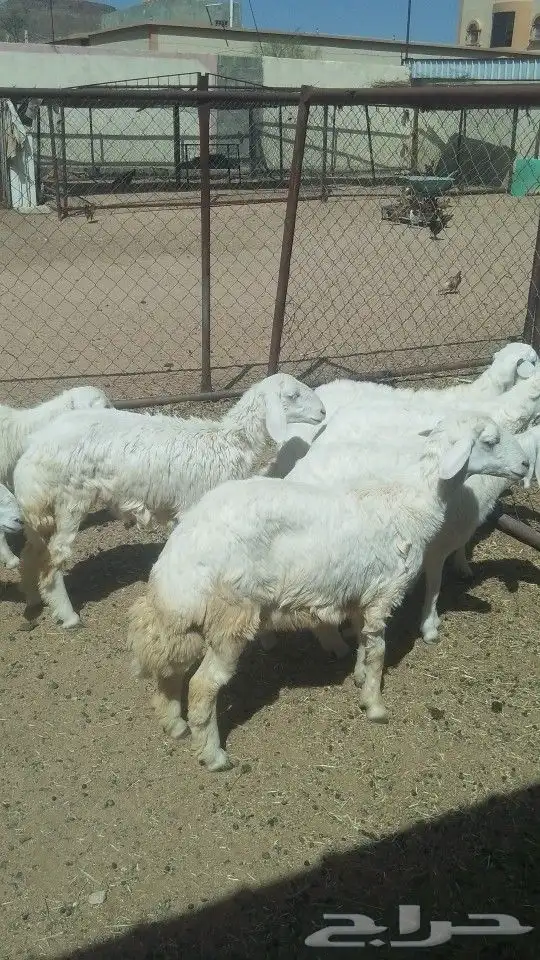 يوجد لدينا ذبايح خرفان رخال تيوس عنقان 2