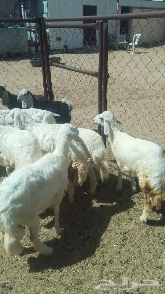 يوجد لدينا ذبايح خرفان رخال تيوس عنقان 1