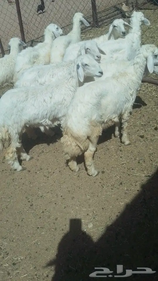 يوجد لدينا ذبايح خرفان رخال تيوس عنقان 3