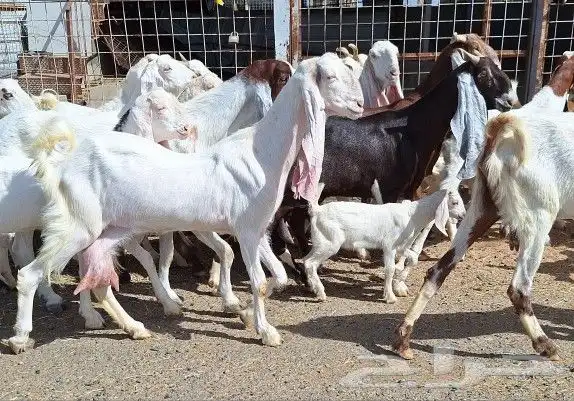 معزا هولنديات صنف منايح العدد 20 تحتها 6 للقناي 31