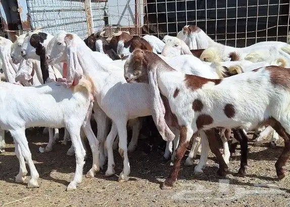 معزا هولنديات صنف منايح العدد 20 تحتها 6 للقناي 46