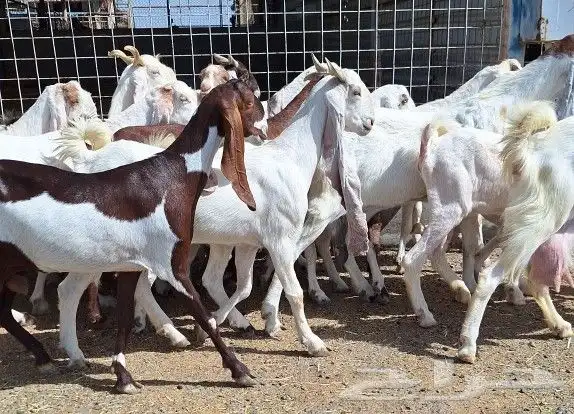 معزا هولنديات صنف منايح العدد 20 تحتها 6 للقناي 7
