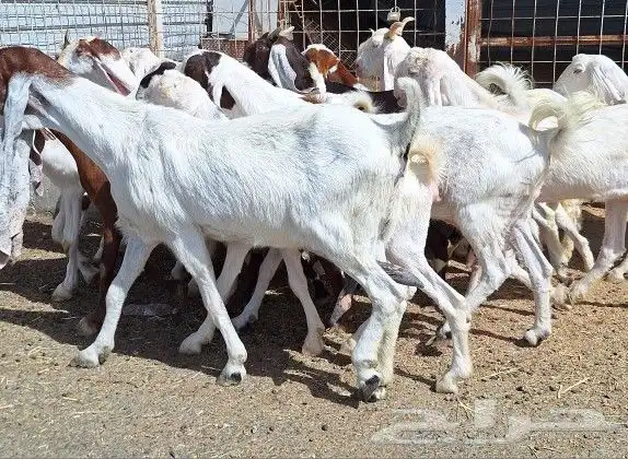 معزا هولنديات صنف منايح العدد 20 تحتها 6 للقناي 19