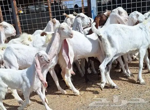 معزا هولنديات صنف منايح العدد 20 تحتها 6 للقناي 6