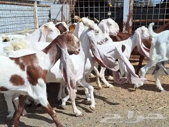 معزا هولنديات صنف منايح العدد 20 تحتها 6 للقناي 3