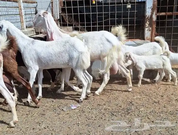 معزا هولنديات صنف منايح العدد 20 تحتها 6 للقناي 24