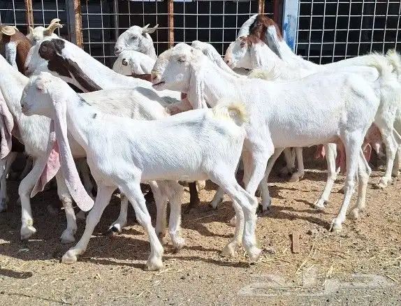 معزا هولنديات صنف منايح العدد 20 تحتها 6 للقناي 29