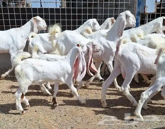 معزا هولنديات صنف منايح العدد 20 تحتها 6 للقناي 0