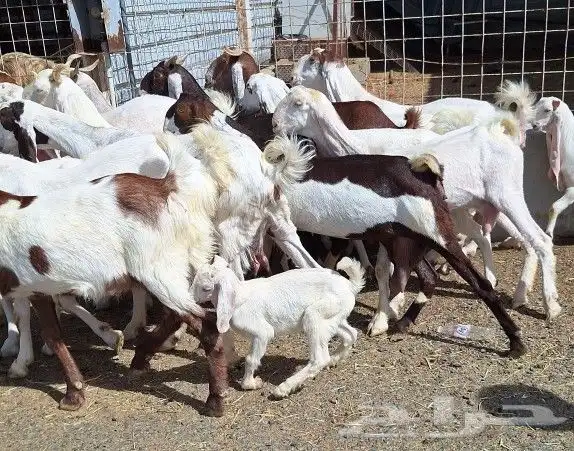 معزا هولنديات صنف منايح العدد 20 تحتها 6 للقناي 48