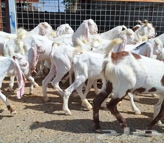 معزا هولنديات صنف منايح العدد 20 تحتها 6 للقناي 11