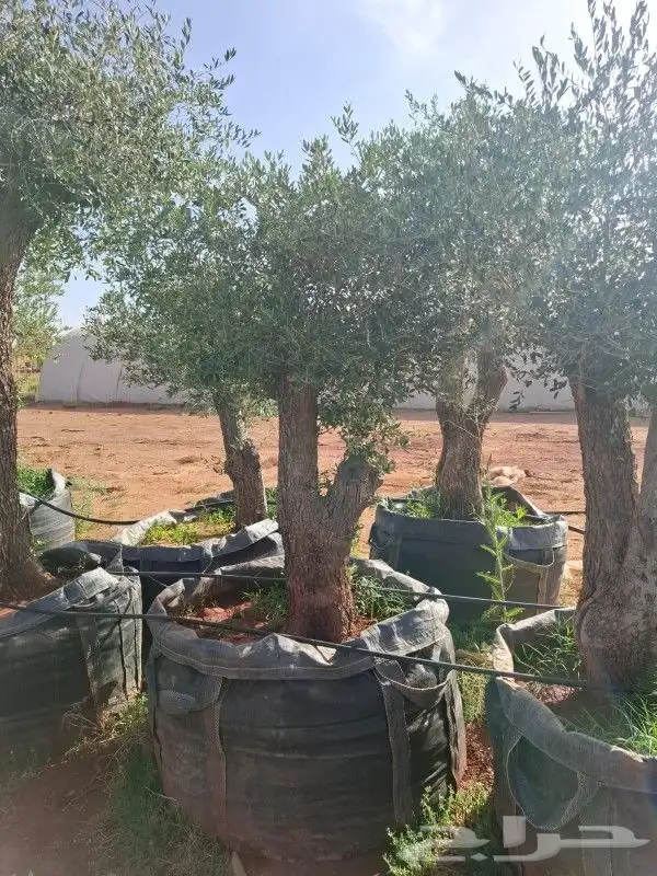 زبتون معمر شجر زيتون 12