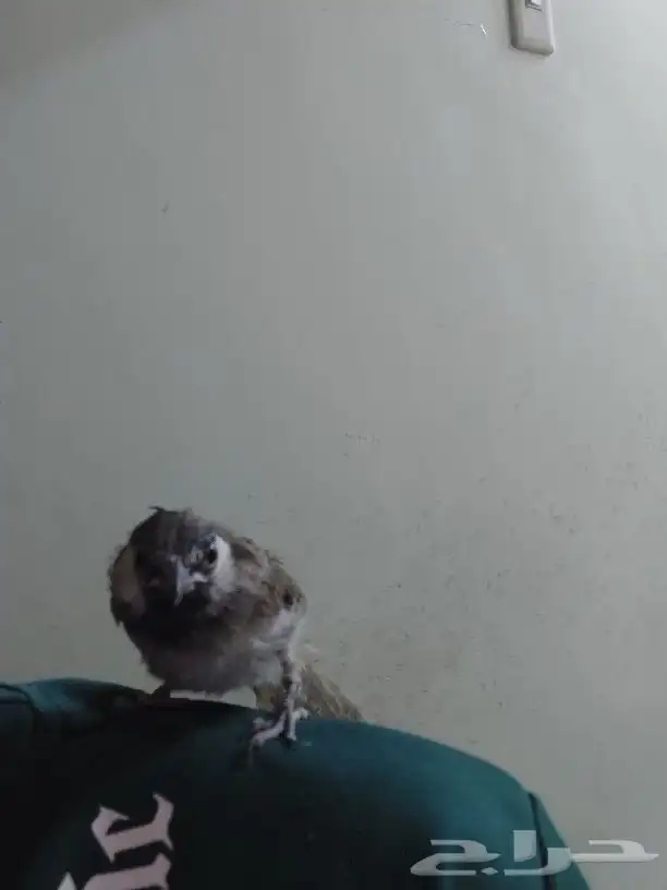 بلبل حساوي للبيع 2